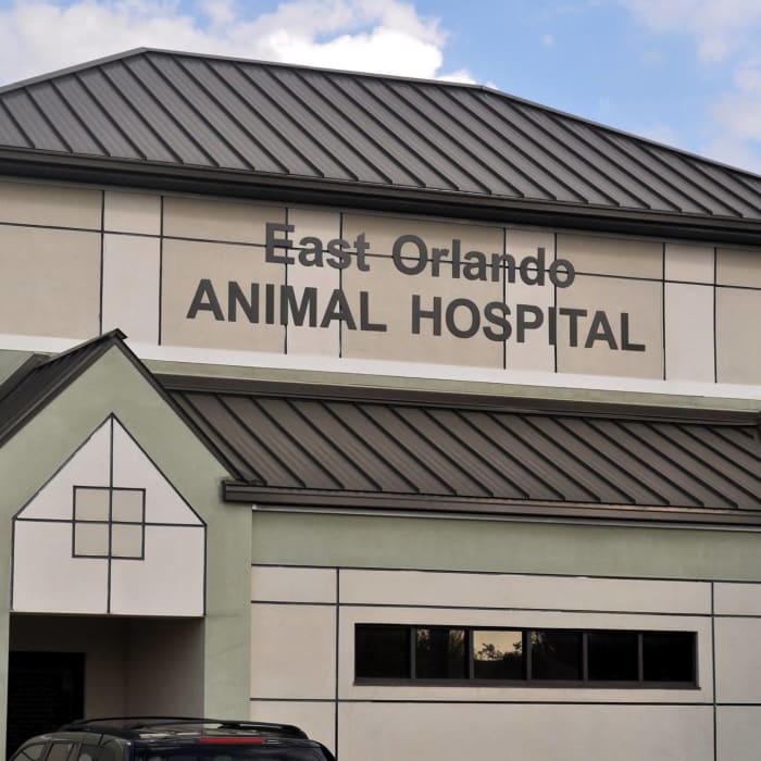 East Orlando Animal Hospital in Orlando